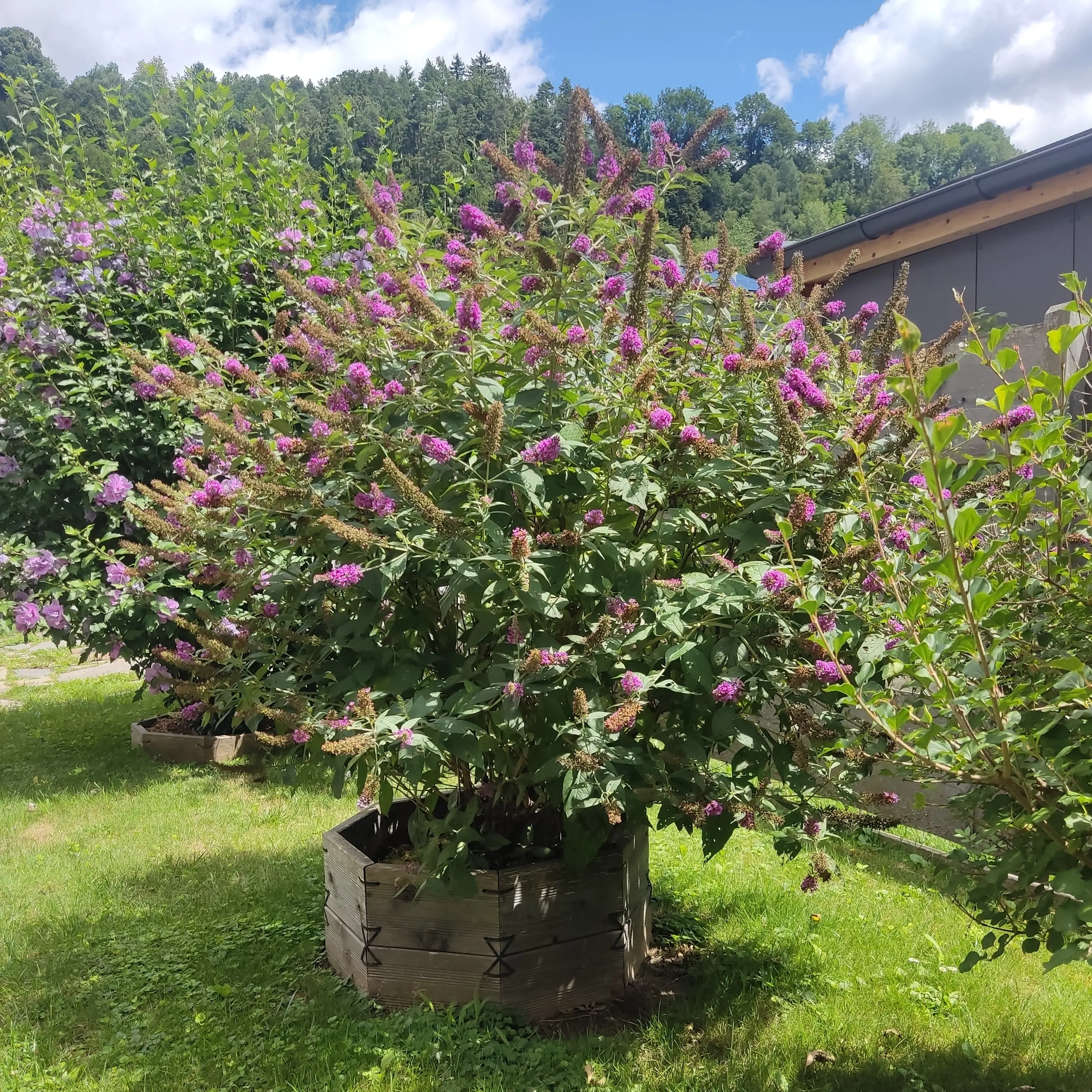 Botanische Synergien und Bodenbiologie: Die perfekte Bepflanzung im Gartenbock-System
